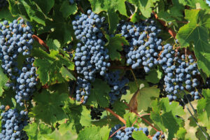 Mature grapes at chateaux Lacroix