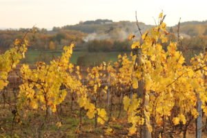 Vines in autumn colours