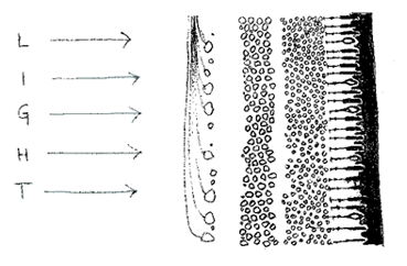 light passing through blood vessels and neural networks before arriving at the receptors